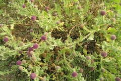 Sphaeranthus indicus